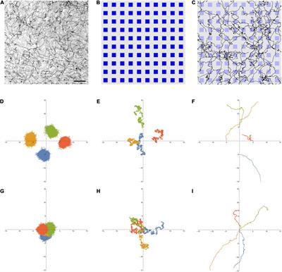 Brain serotonergic fibers suggest anomalous diffusion-based dropout in artificial neural networks
